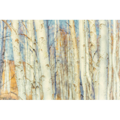 Forêt de bouleaux blancs - Illustration sans cadre sur toile