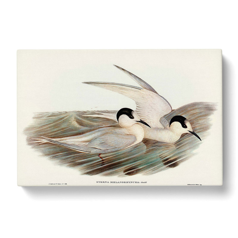 Black-Billed Terns by Elizabeth Gould - Wrapped Canvas Painting, 50cm H x 76cm W x 3cm D