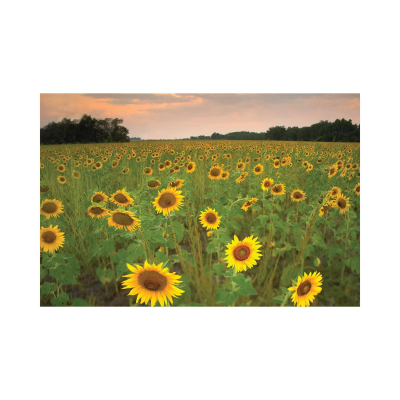 Field Of Sunflowers, Flint Hills National Wildlife Refuge, Kansas by Tim Fitzharris - Wrapped Canvas Print