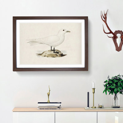 Ivory Gull by Von Wright - Framed Print