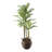 62'' Faux Palm Tree in Basket
