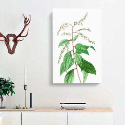 Lily Of The Valley Tree by Pierre-Joseph Redoute - Wrapped Canvas