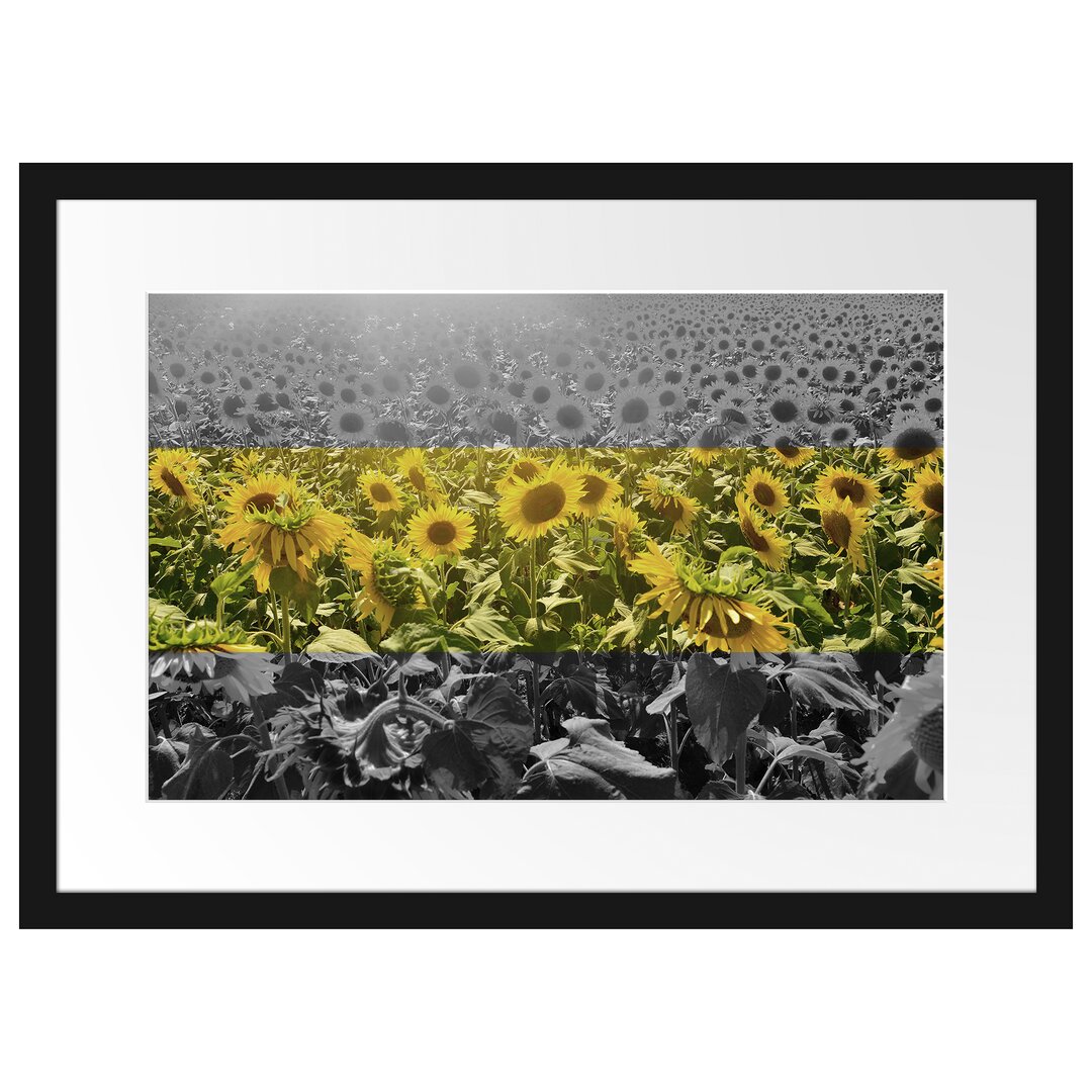 Gerahmtes Poster Wunderschönes Sonnenblumenfeld