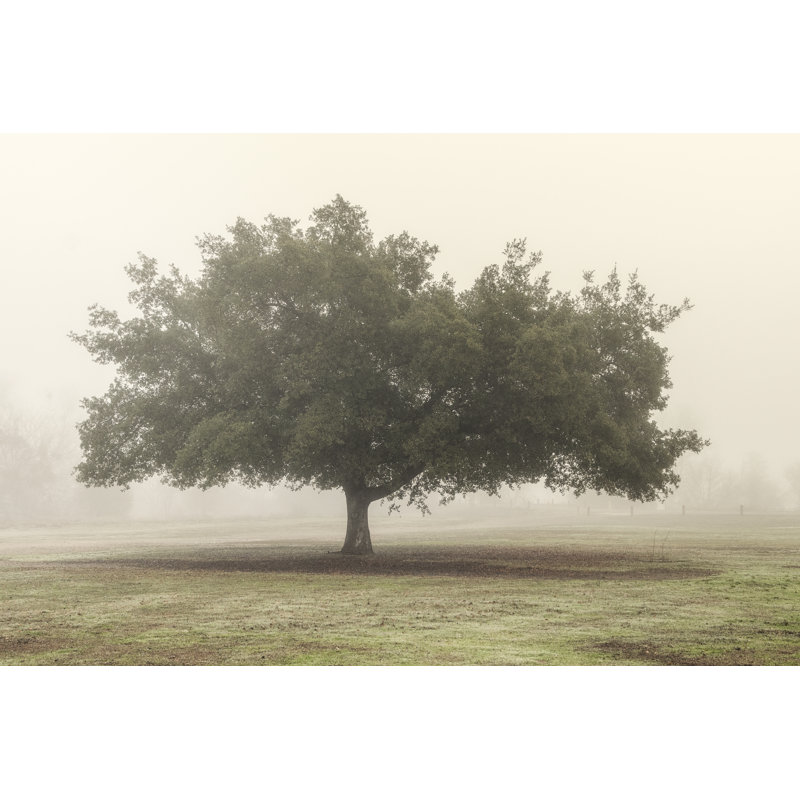 Trees in the Fog II by Dianne Poinski - Canvas Photograph Print, 61cm H x 91cm W, Wrapped Canvas