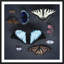Velvet Wings Framed Photographic Print