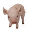Statue bébé cochon debout-120494331