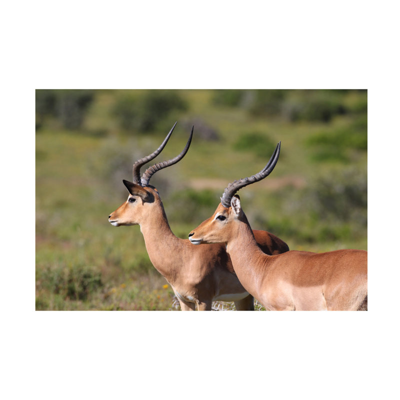 Art sur toile, Bob Bob Langrish Impala, H 12 po x l 19 po