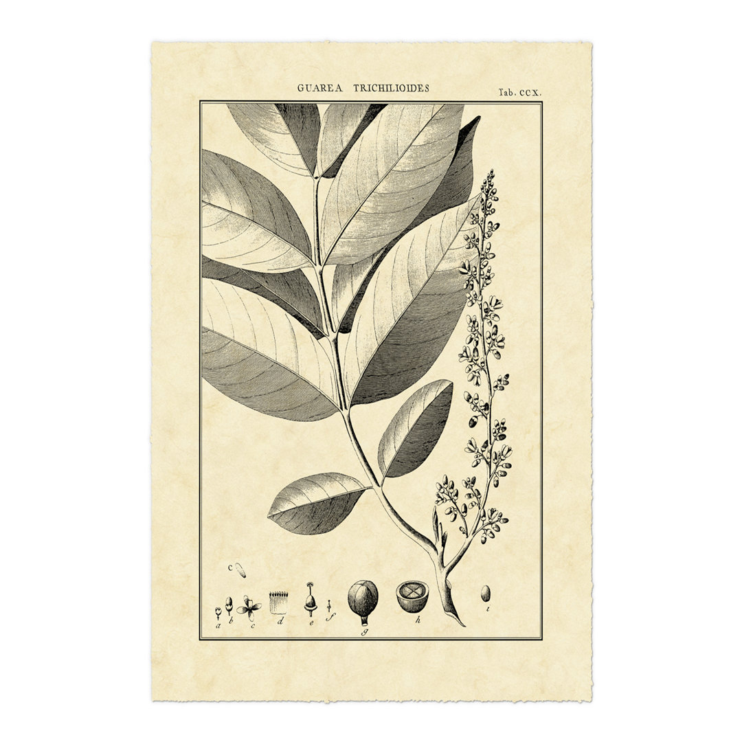 Leinwandbild Vintage Botanical Study VI von Sellier