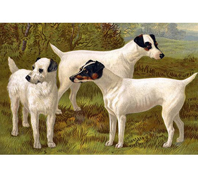 Fox terriers de vero shaw-impression