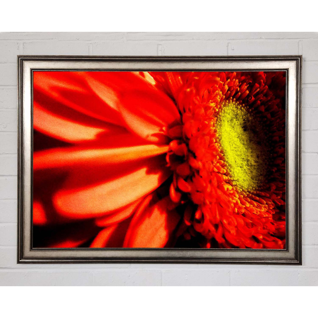 Close-Up Of A Gerbera - Einzelner Bilderrahmen Kunstdrucke