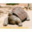 Tortoise Statue