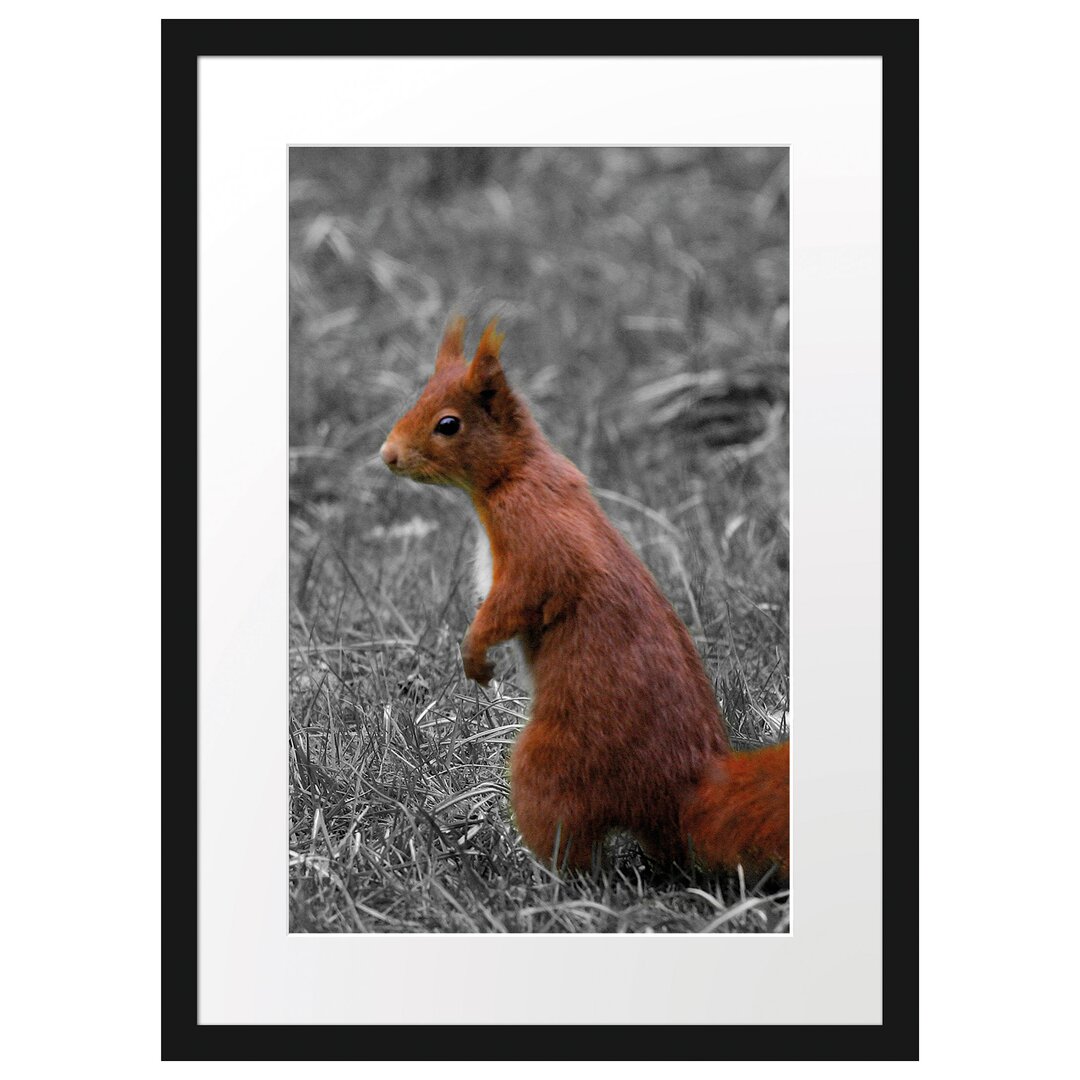 Gerahmtes Poster Eichhörnchen auf Boden