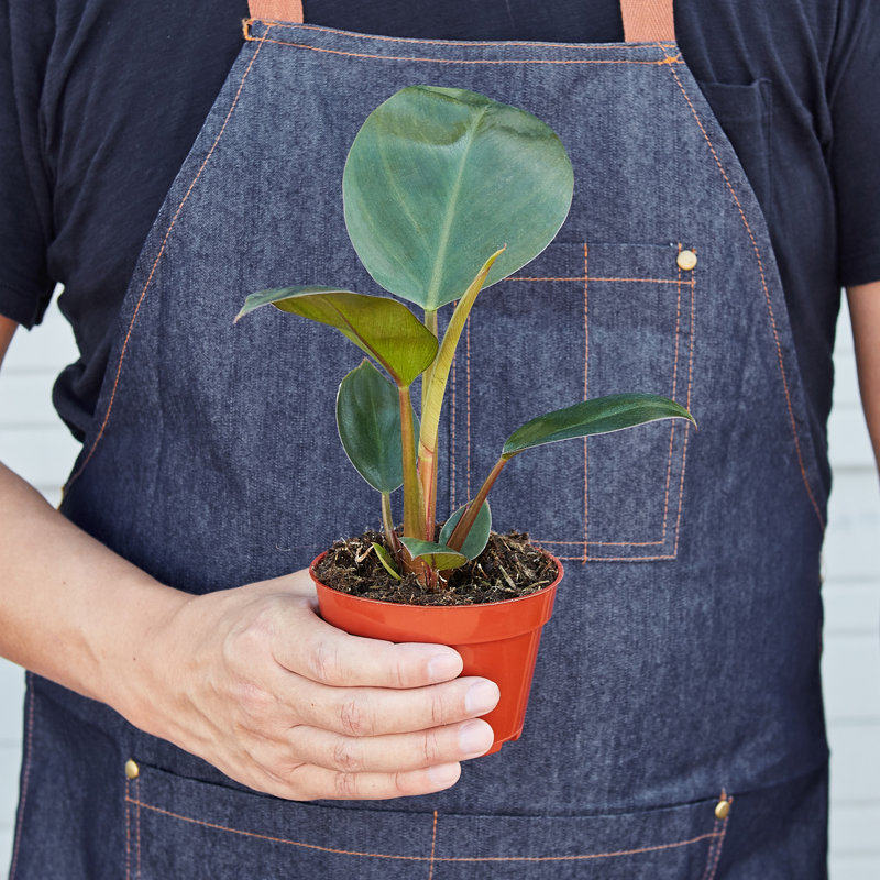 House Plant Shop Live Philodendron Plant