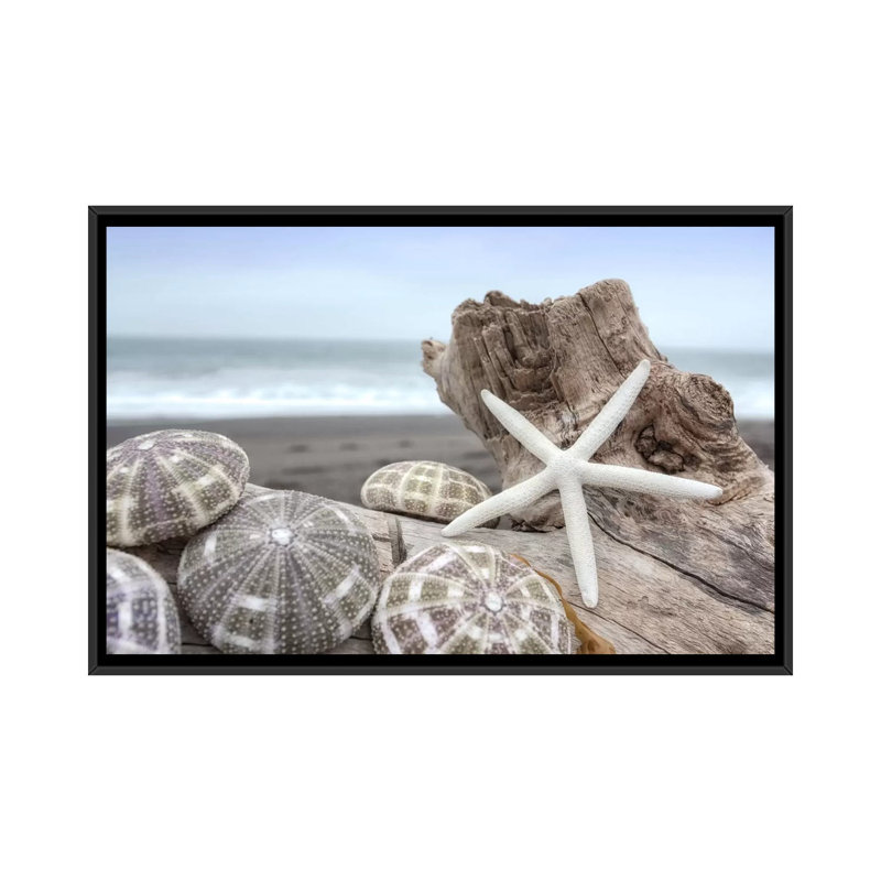 «Crescent Beach Shells V», reproduction de photo sur toile, H 18 po x l 26 po x P 1,5 po, Toile avec cadre noir, Pas de tapis
