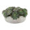 Succulents Arranged in a Ceramic Planter