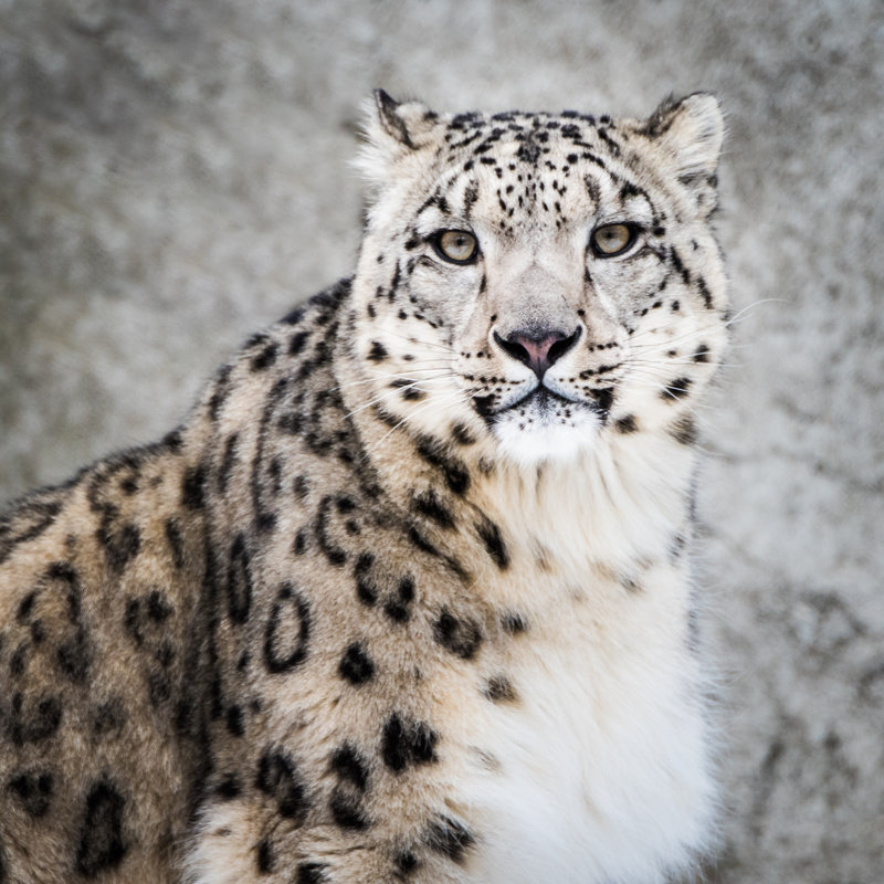 Snow Leopard par Abzerit - Photographie sur toile tendue, L 12 po x H 12 po