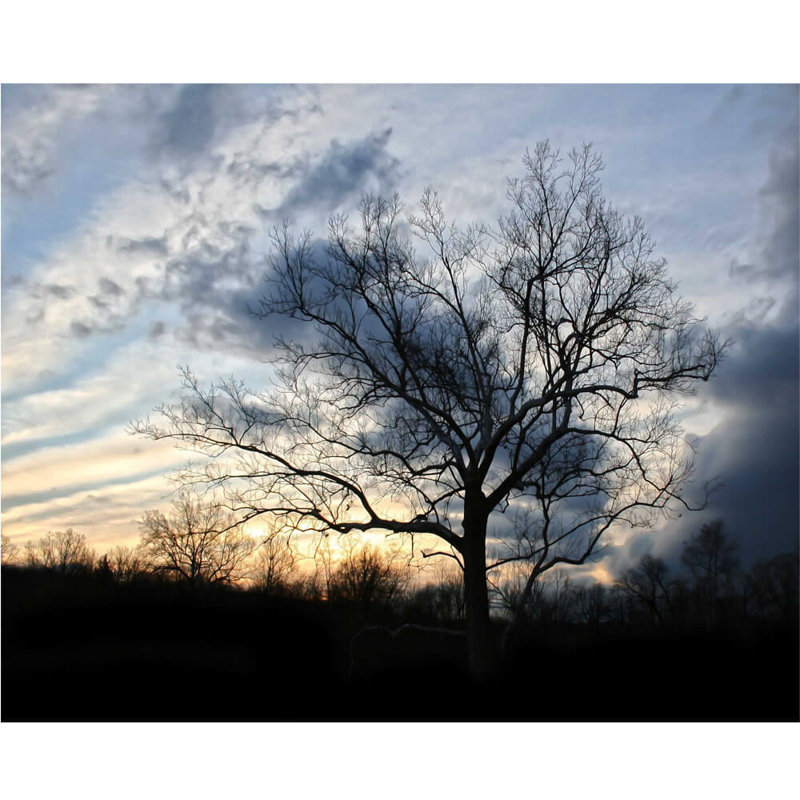 Affiche brillante arbre à coucher de soleil batie, H 29 po x l 36 po