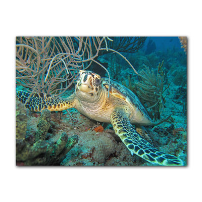 " Turtle " by Christopher Doherty