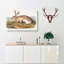 Texan Hare by J.W. Audubon - Wrapped Canvas-55359179
