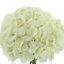 Hydrangea In Glass Vase