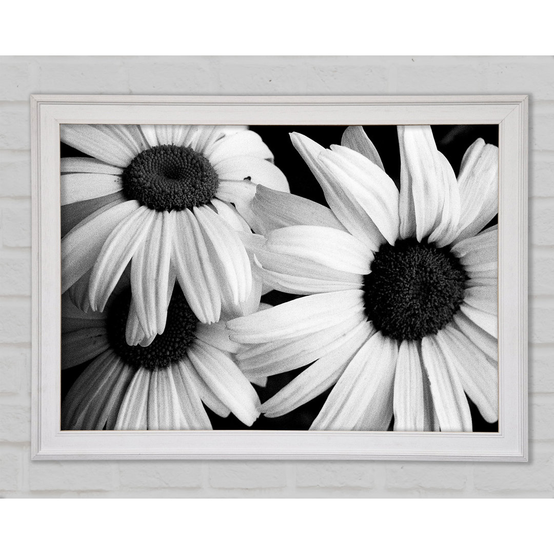 Daisy Petal Beauty B N W - Druck