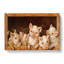 Prize Pigs - Wrapped Canvas Print-55322316