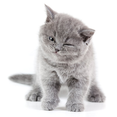 Winking Kitten by Bolot