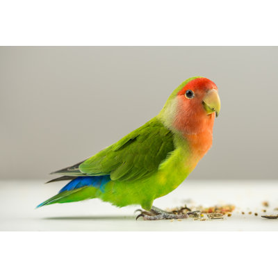 Colorful Agapornis by Gajus - Wrapped Canvas Print