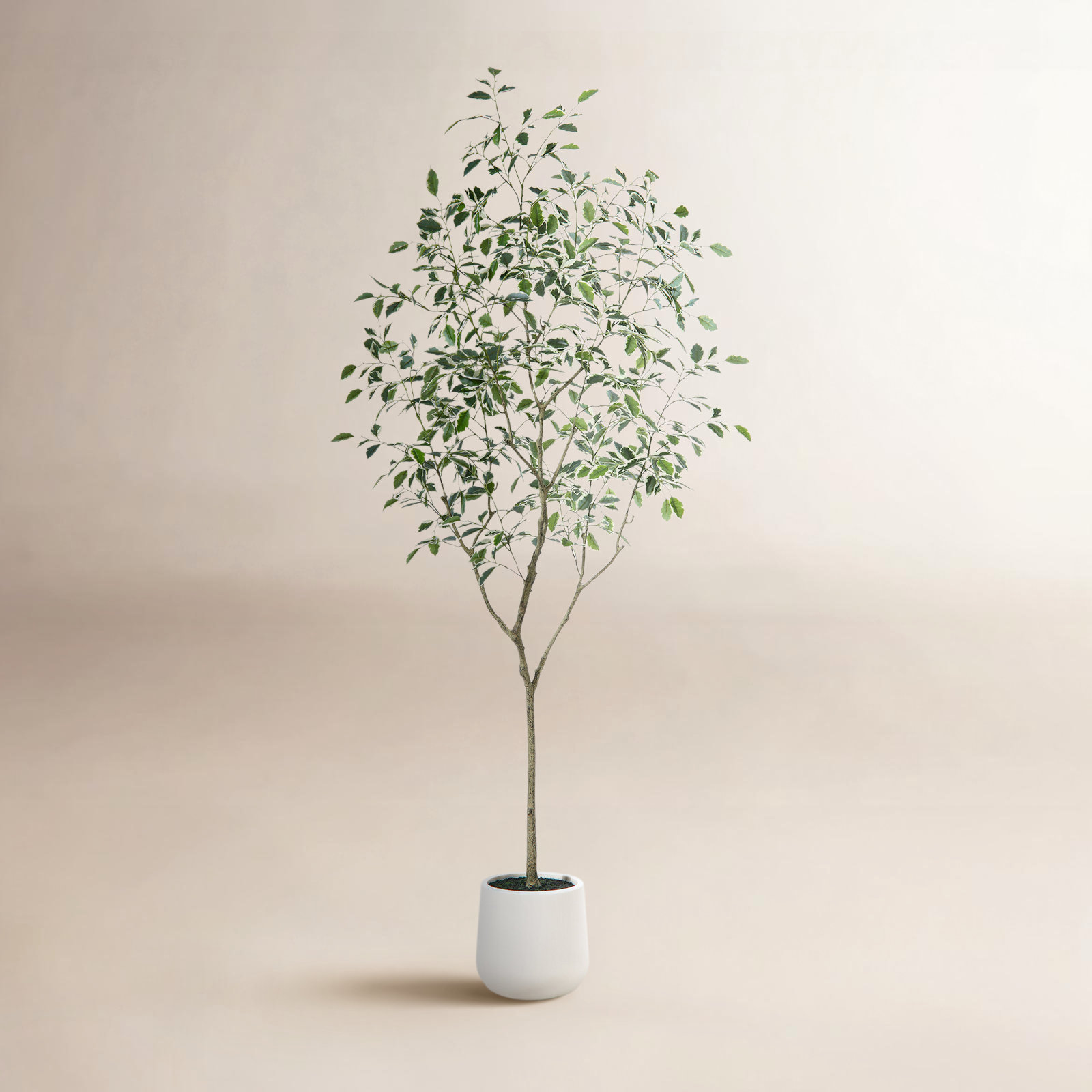 Adagio Ficus Tree in Pot, 84" H x 28" W x 28" D