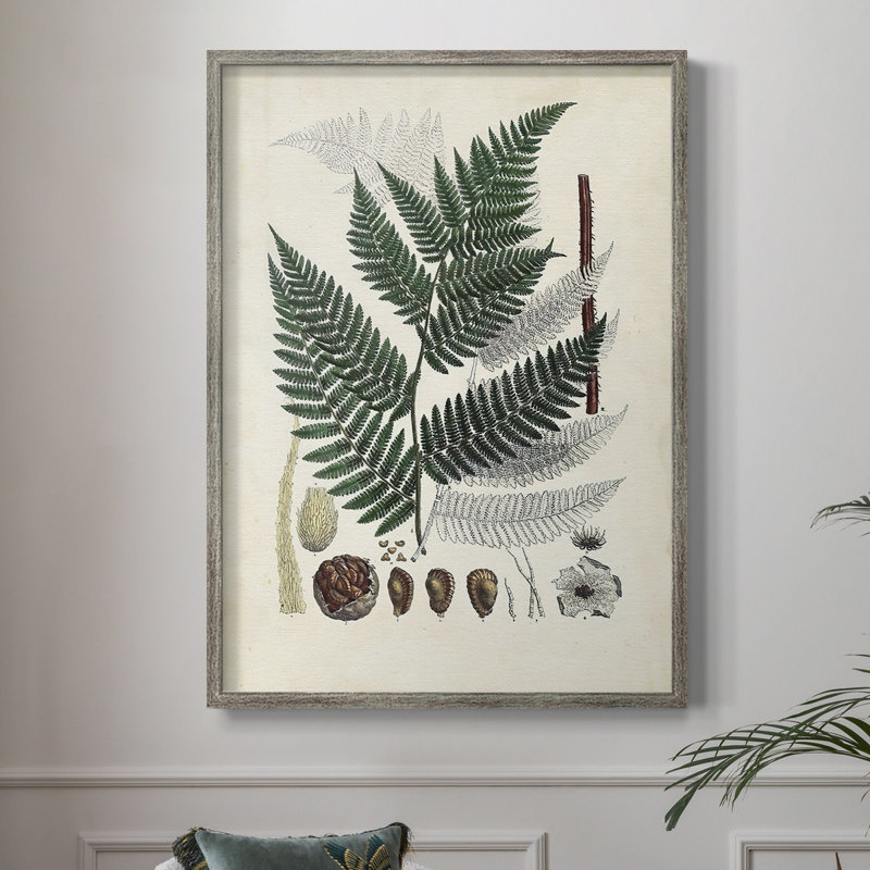 Collection de fougères IV, reproduction encadrée - bois massif, H 21 po x l 17 po