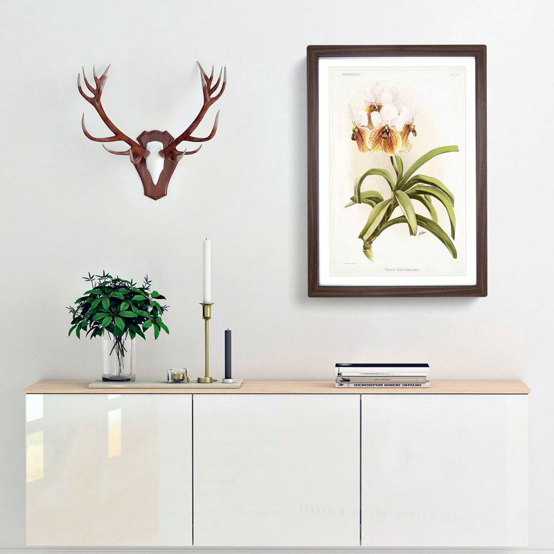 Magnolia Flowers Illustration Tab.62 by Frederick Sander - Picture Frame Art Print, 60cm H x 40cm W x 2cm D, Walnut