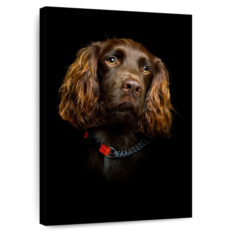 Somber Cocker Spaniel, 24" H x 16" W