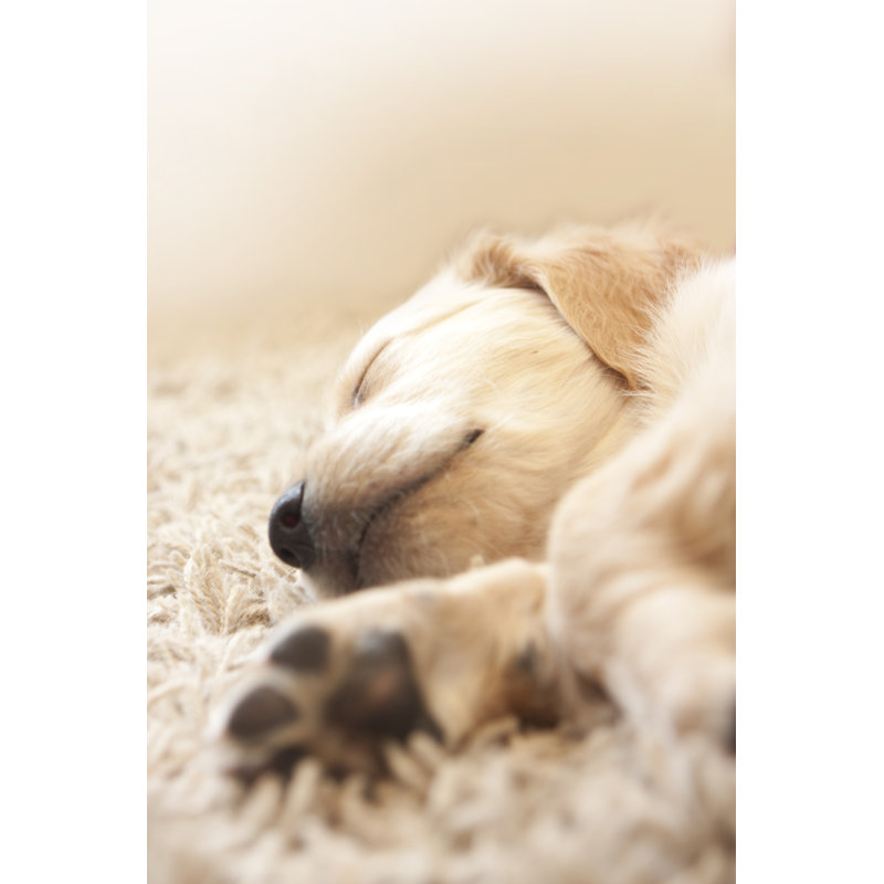 Golden Retriever Puppy - Wrapped Canvas Print, 30cm H x 20cm W x 3.8cm D