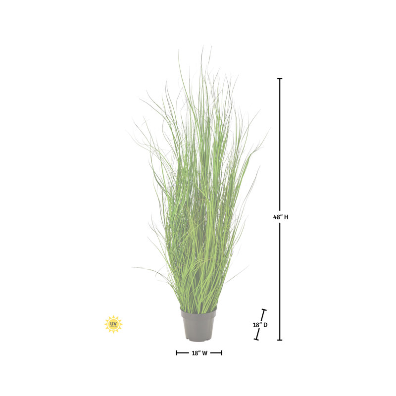 Herbe de fontaine en pot 60 po UV, 48 in x 17 in