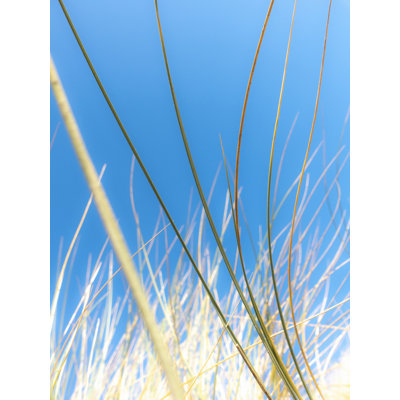 " Dune Grasses " by Petra Trimmel