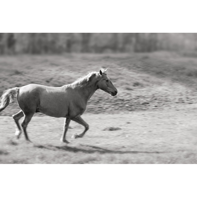 Pasture Run by Sue Schlabach - Wrapped Canvas Print, 51cm H x 76cm W