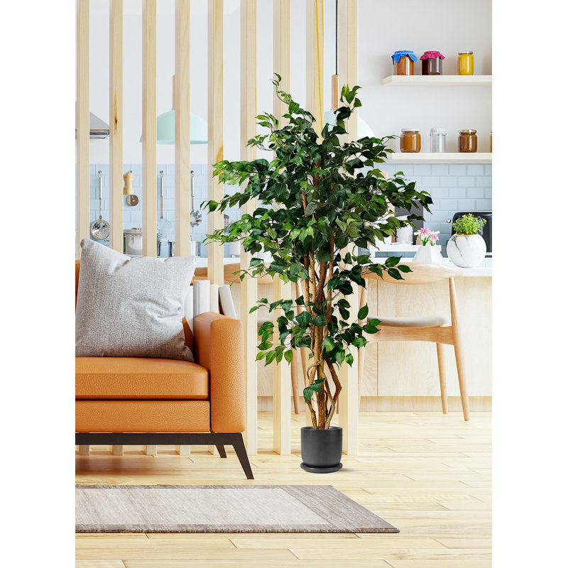 Arbre ficus en pot