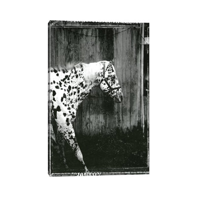Equine Double Take I by Susan Friedman - Wrapped Canvas Gallery-Wrapped Canvas Giclée