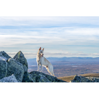 Berger allemand par Ysign - Photographie sur toile tendue
