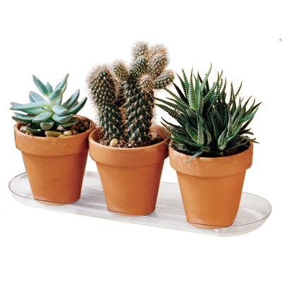Saucer Plant Stand