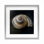 «Swirled Seashell Sea Treasure», reproduction encadrée sous verre, conception de Mary Sparrow