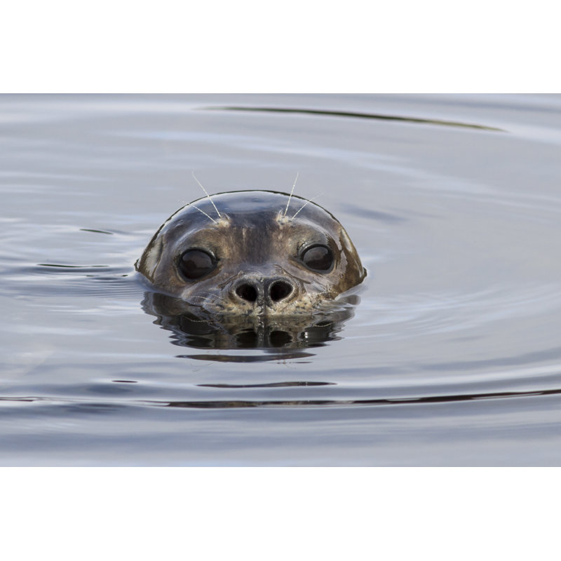 Harbor Seal Head by PilipenkoD - Wrapped Canvas Print, 30cm H x 46cm W