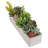 6.1'' Plant