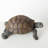 Beeman Toby Turtle Garden Statue