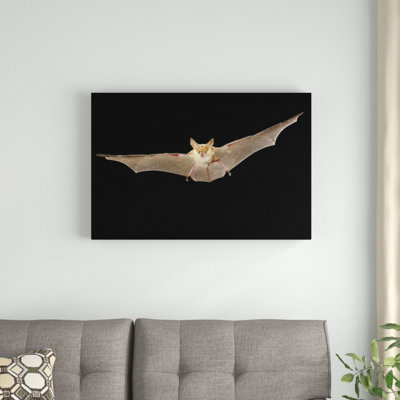 " Pallid Bat Flying At Night "