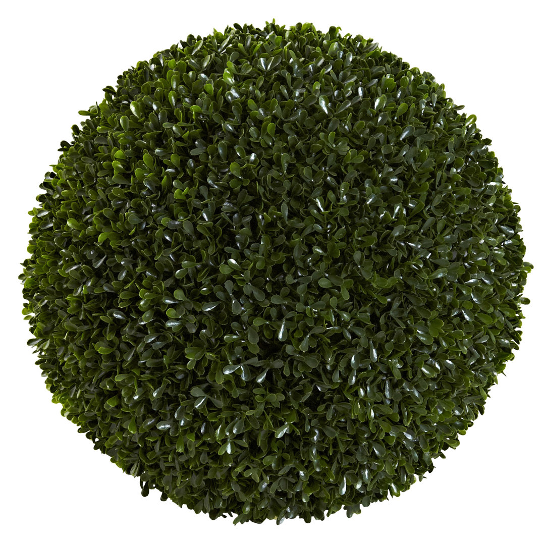 14'' Boxwood Plant Primrue