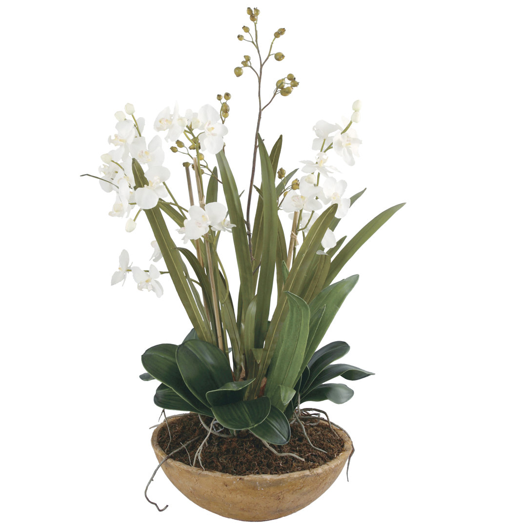 Orchid Arrangement in Pot Uttermost