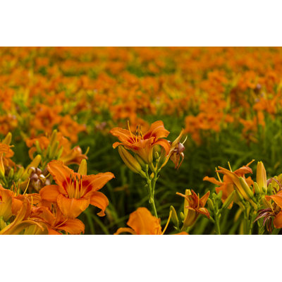 «Effrosyni Field of Daylilies» - impression