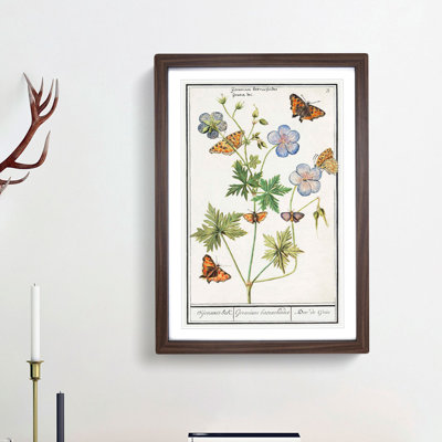 Butterflies & Pelargonium Flowers by A.B. de Boodt - Picture Frame Art Print