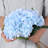 Laidley Hydrangea Arrangement-1269178874